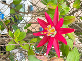 Passiflora jamesonii | Coral Seas Passion Flower | 10_Seeds