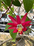 Passiflora jamesonii | Coral Seas Passion Flower | 10_Seeds