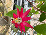 Passiflora jamesonii | Coral Seas Passion Flower | 10_Seeds