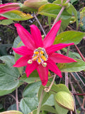Passiflora jamesonii | Coral Seas Passion Flower | 10_Seeds