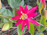 Passiflora jamesonii | Coral Seas Passion Flower | 10_Seeds