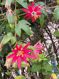 Passiflora jamesonii | Coral Seas Passion Flower | 10_Seeds
