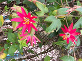 Passiflora jamesonii | Coral Seas Passion Flower | 10_Seeds