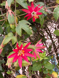 Passiflora jamesonii | Coral Seas Passion Flower | 10_Seeds