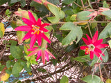 Passiflora jamesonii | Coral Seas Passion Flower | 10_Seeds