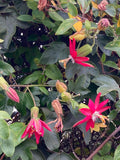 Passiflora jamesonii | Coral Seas Passion Flower | 10_Seeds