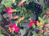 Passiflora jamesonii | Coral Seas Passion Flower | 10_Seeds