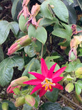 Passiflora jamesonii | Coral Seas Passion Flower | 10_Seeds