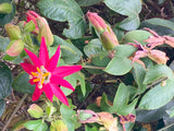 Passiflora jamesonii | Coral Seas Passion Flower | 10_Seeds