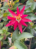 Passiflora jamesonii | Coral Seas Passion Flower | 10_Seeds