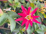 Passiflora jamesonii | Coral Seas Passion Flower | 10_Seeds
