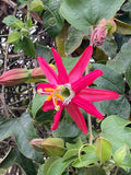Passiflora jamesonii | Coral Seas Passion Flower | 10_Seeds