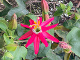 Passiflora jamesonii | Coral Seas Passion Flower | 10_Seeds