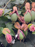 Passiflora jamesonii | Coral Seas Passion Flower | 10_Seeds