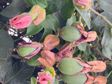Passiflora jamesonii | Coral Seas Passion Flower | 10_Seeds