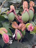 Passiflora jamesonii | Coral Seas Passion Flower | 10_Seeds