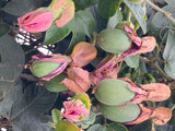 Passiflora jamesonii | Coral Seas Passion Flower | 10_Seeds