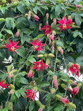 Passiflora jamesonii | Coral Seas Passion Flower | 10_Seeds