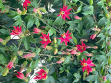 Passiflora jamesonii | Coral Seas Passion Flower | 10_Seeds