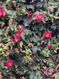 Passiflora jamesonii | Coral Seas Passion Flower | 10_Seeds