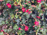 Passiflora jamesonii | Coral Seas Passion Flower | 10_Seeds