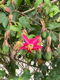 Passiflora jamesonii | Coral Seas Passion Flower | 10_Seeds