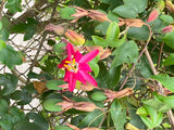 Passiflora jamesonii | Coral Seas Passion Flower | 10_Seeds
