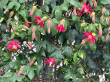 Passiflora jamesonii | Coral Seas Passion Flower | 10_Seeds