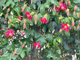 Passiflora jamesonii | Coral Seas Passion Flower | 10_Seeds