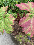 Gunnera insignis | Poor Mans Parasol & Umbrella | 50_Seeds