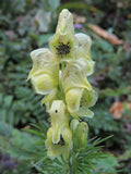 Aconitum anthora | Yellow Monkshood | 10_Seeds