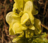 Aconitum anthora | Yellow Monkshood | 10_Seeds