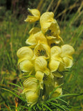 Aconitum anthora | Yellow Monkshood | 10_Seeds