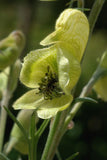 Aconitum anthora | Yellow Monkshood | 10_Seeds