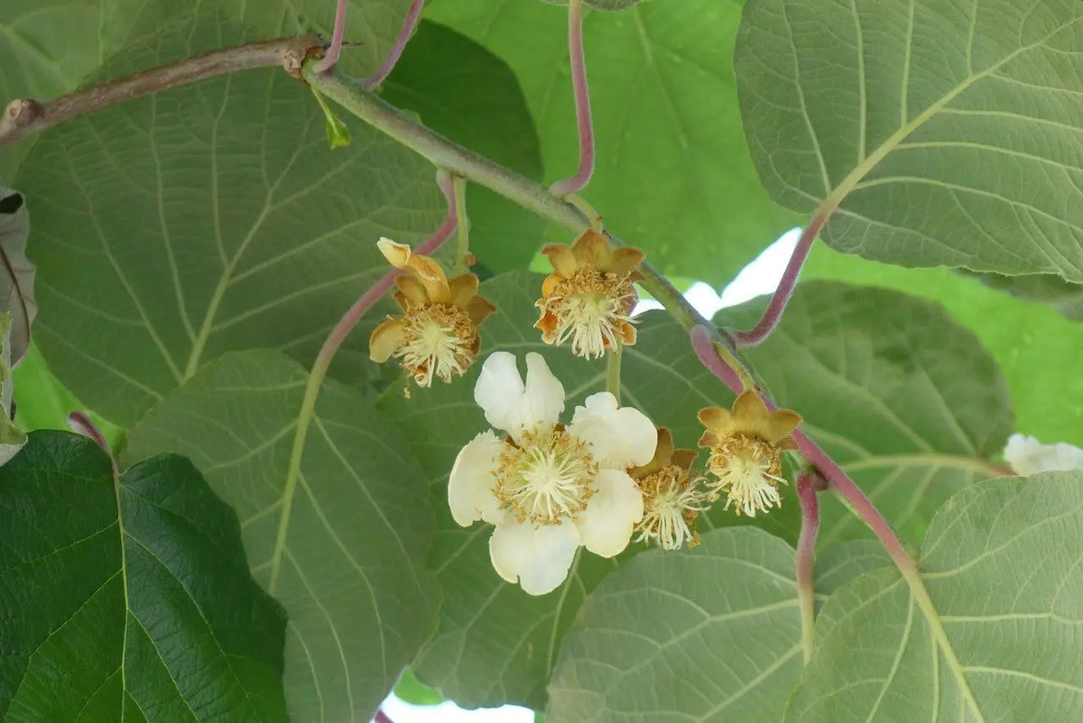 thumbnail image 2 of 10 Golden Kiwi Seeds - Actinidia Chinensis - Sweet Fruit Seeds For Home Garden 2 of 5