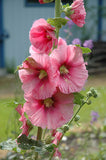 Alcea rosea Single Pink | 20_Seeds