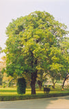 Alstonia scholaris | Scholars & Devil Tree | 20_Seeds