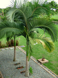 Archontophoenix alexandrae | King Alexander & Northern Bangalow Palm | 5_Seeds