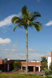 Archontophoenix alexandrae | King Alexander & Northern Bangalow Palm | 5_Seeds