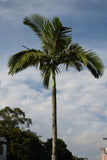 Archontophoenix alexandrae | King Alexander & Northern Bangalow Palm | 5_Seeds