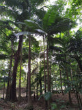 Archontophoenix alexandrae | King Alexander & Northern Bangalow Palm | 5_Seeds