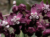 Asclepias cordifolia | Heart-Leaf Milkweed | 20_Seeds