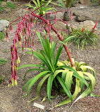 Beschorneria albiflora | Trunking Agave | Mountain Phoenix | 10_Seeds