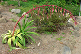 Beschorneria albiflora | Trunking Agave | Mountain Phoenix | 10_Seeds
