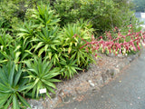 Beschorneria albiflora | Trunking Agave | Mountain Phoenix | 10_Seeds