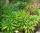 Beschorneria albiflora | Trunking Agave | Mountain Phoenix | 10_Seeds