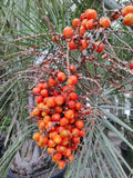 Butia capitata | Cocus | Pindo & Jelly Palm | 10_Seeds