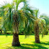 Butia capitata | Cocus | Pindo & Jelly Palm | 10_Seeds