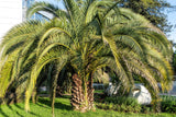 Butia capitata | Cocus | Pindo & Jelly Palm | 10_Seeds