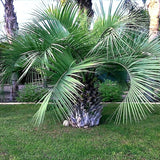 Butia capitata | Cocus | Pindo & Jelly Palm | 10_Seeds